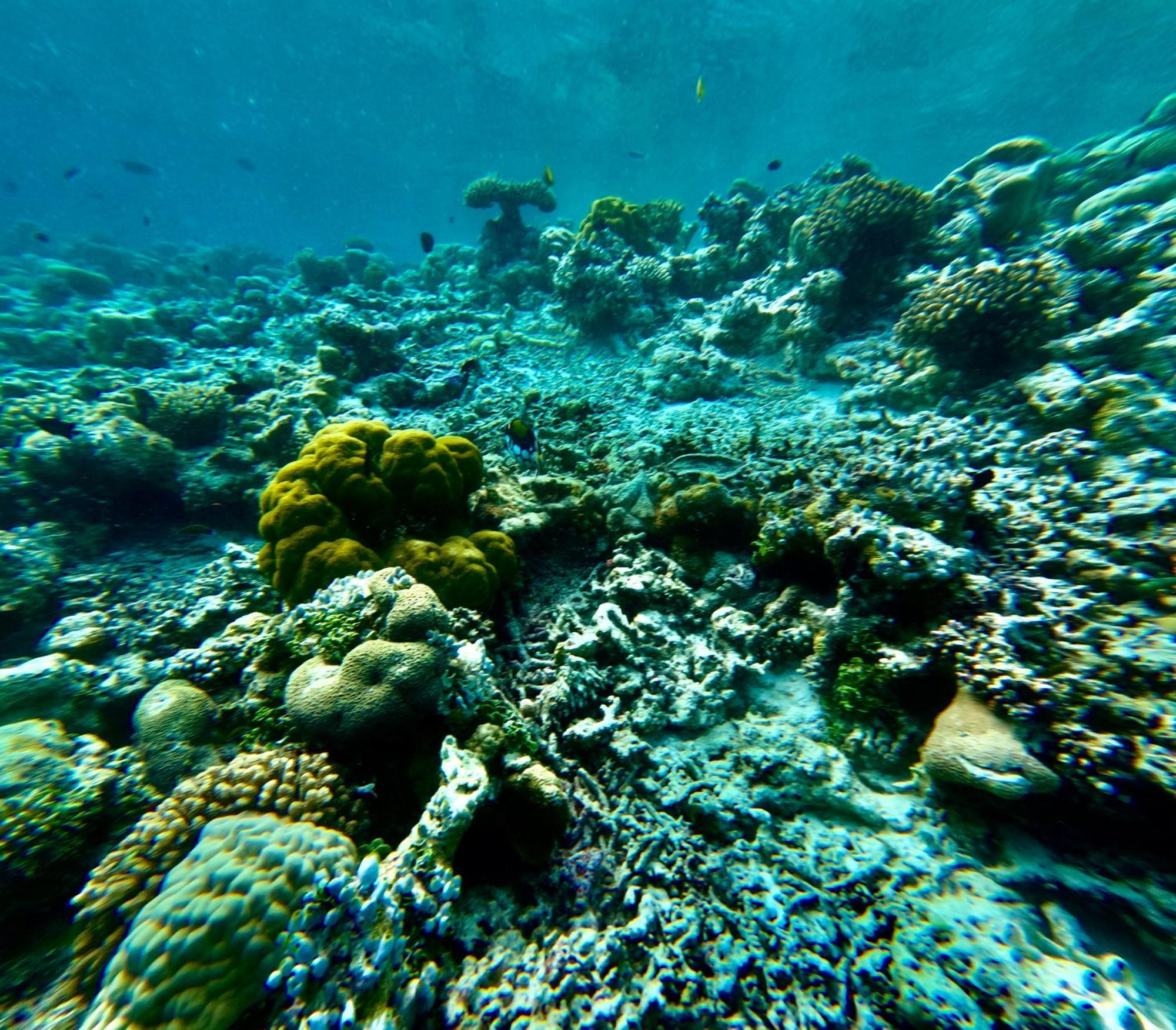 Viva Beach Maldives Hangnaameedhoo Dış mekan fotoğraf